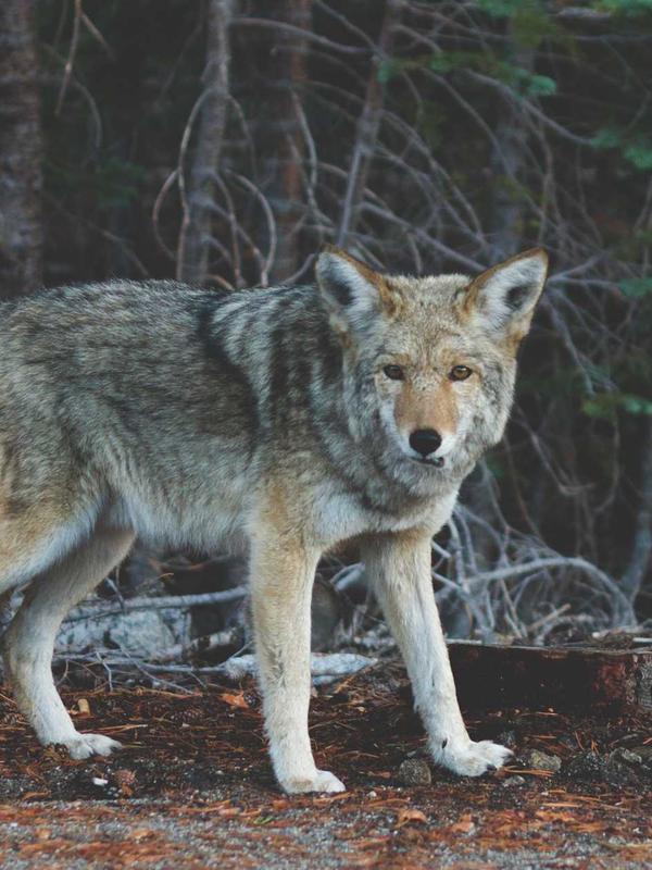 Condos & Real Estate